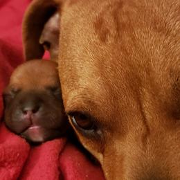 Bull Terrier and Staffordshire Bull Terrier Puppies from Courstaff Staffords