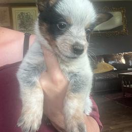 Boy 1 - Blue male Australian Cattle Dog puppy in Norton, Ohio from Australian Cattle Dog Company