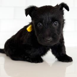 Birdie - Black female Scottish Terrier puppy in Mount Joy, Pennsylvania from K&M Kennel