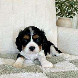Bluey - Tri-color male Cavalier King Charles Spaniel puppy in Buckeye, Arizona from Parks Cavaliers