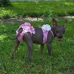 American Hairless Terrier All Grown Up from Esomé Kennels