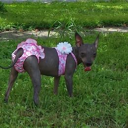 American Hairless Terrier All Grown Up from Esomé Kennels