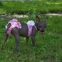 American Hairless Terrier All Grown Up from Esomé Kennels