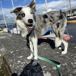 Border Collie Puppies from Cahill’s Canines