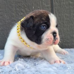Lyric aka Jonny Rockets - Brindle and white male French Bulldog puppy in Puyallup, Washington from Ohana Bulldogs PNW