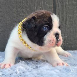 Lyric aka Jonny Rockets - Brindle and white male French Bulldog puppy in Puyallup, Washington from Ohana Bulldogs PNW