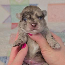 Piglet - Chocolate and white male Chihuahua puppy in West New York, New Jersey from Pixie’s Magical Puppies