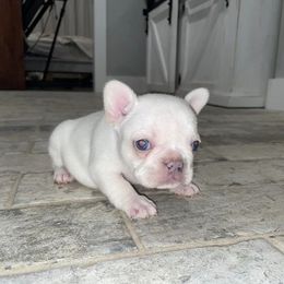 French Bulldog Puppies from For the Luv of Frenchies