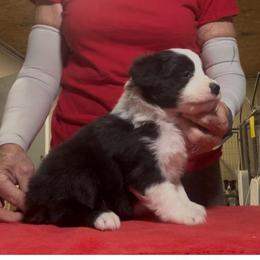 Boy 1 - Black male Border Collie puppy in Farmersville, Texas from Omegamtn Border Collies