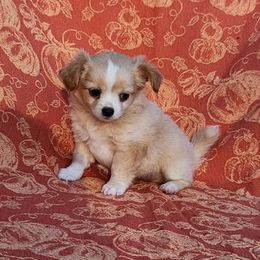 Diana - Cream and white female Chihuahua puppy in Chesapeake, Virginia from Elsbeth's Chihuahuas