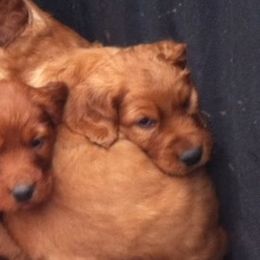 Mateo the Christmas Eve Puppy - Mahogany male Irish Setter puppy in Orem, Utah from Rocky Mountain Irish Setters