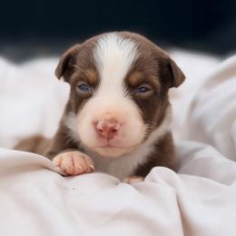 Bay AKC - Red tri-color male Australian Shepherd puppy in Polk City, Florida from Skaky Shepherds