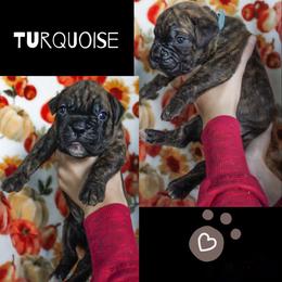 Turquoise collar - Brindle male Boxer puppy in Morrice, Michigan from B & B Boxers