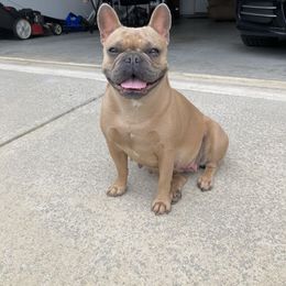 French Bulldog All Grown Up from Dussé Frenchie