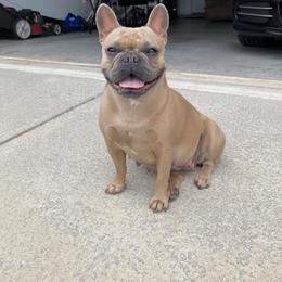 French Bulldog All Grown Up from Dussé Frenchie