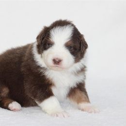 Girl 3 - female Australian Shepherd puppy in Circleville, Utah from Canyon Creek Aussies