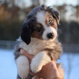 Brigg - Blue merle male Miniature American Shepherd puppy in Chocowinity, North Carolina from Foxtail Hollow