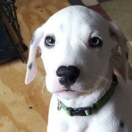 Dalmatians from Kendall's Dalmatians