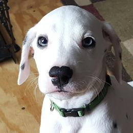 Dalmatians from Kendall's Dalmatians