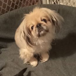 Pekingese from Pekingese for Life ✊
