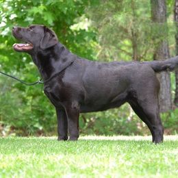 Jo - Labrador Retriever