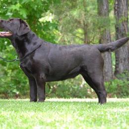 Jo - Labrador Retriever