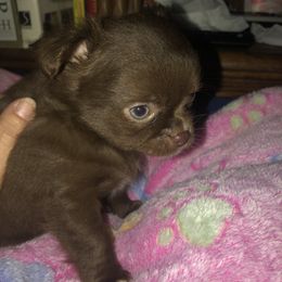 Goober - Chocolate male Chihuahua puppy in Amelia, Virginia from Pannell’s Precious Pups