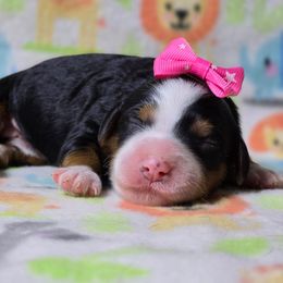 Sklyer - Tri-color female Bernedoodle puppy in Austin, Texas from Austin Doodles & Poodles