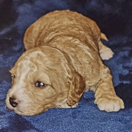 Cavapoos from O&E CAVAPOO's