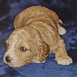 Cavapoos from O&E CAVAPOO's