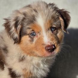 Tango - Red merle male Miniature Australian Shepherd puppy in Harlingen, Texas from GulfCoastKennels