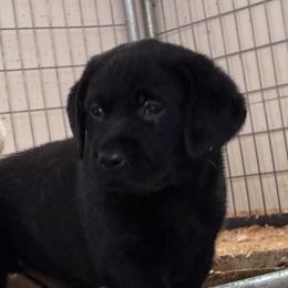 Boy 1 - Black male Labrador Retriever puppy in Manilla, Iowa from Maggie's Lab