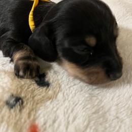 Yellow girl - Black and tan female Dachshund puppy in Harriet, Arkansas from B&K Dachshunds
