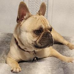 French Bulldogs from Pearl Seaboy