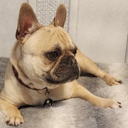 French Bulldogs from Pearl Seaboy
