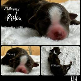 1 Rolex, RTM - Red tri-color male Miniature American Shepherd puppy in Huntington, Texas from JKKJ Farms, LLC