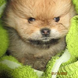 Pomeranian Puppies from Storm Pomeranians