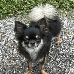 Cash - Chihuahua