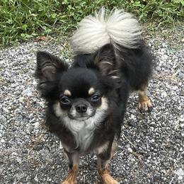 Cash - Chihuahua