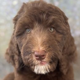 Assorted Doodle Crosses and Bernedoodles from Gentle Giants Doodle Co.