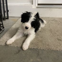 Bernedoodle Puppies from Mountain Top Doodles