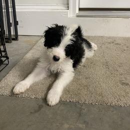 Bernedoodle Puppies from Mountain Top Doodles