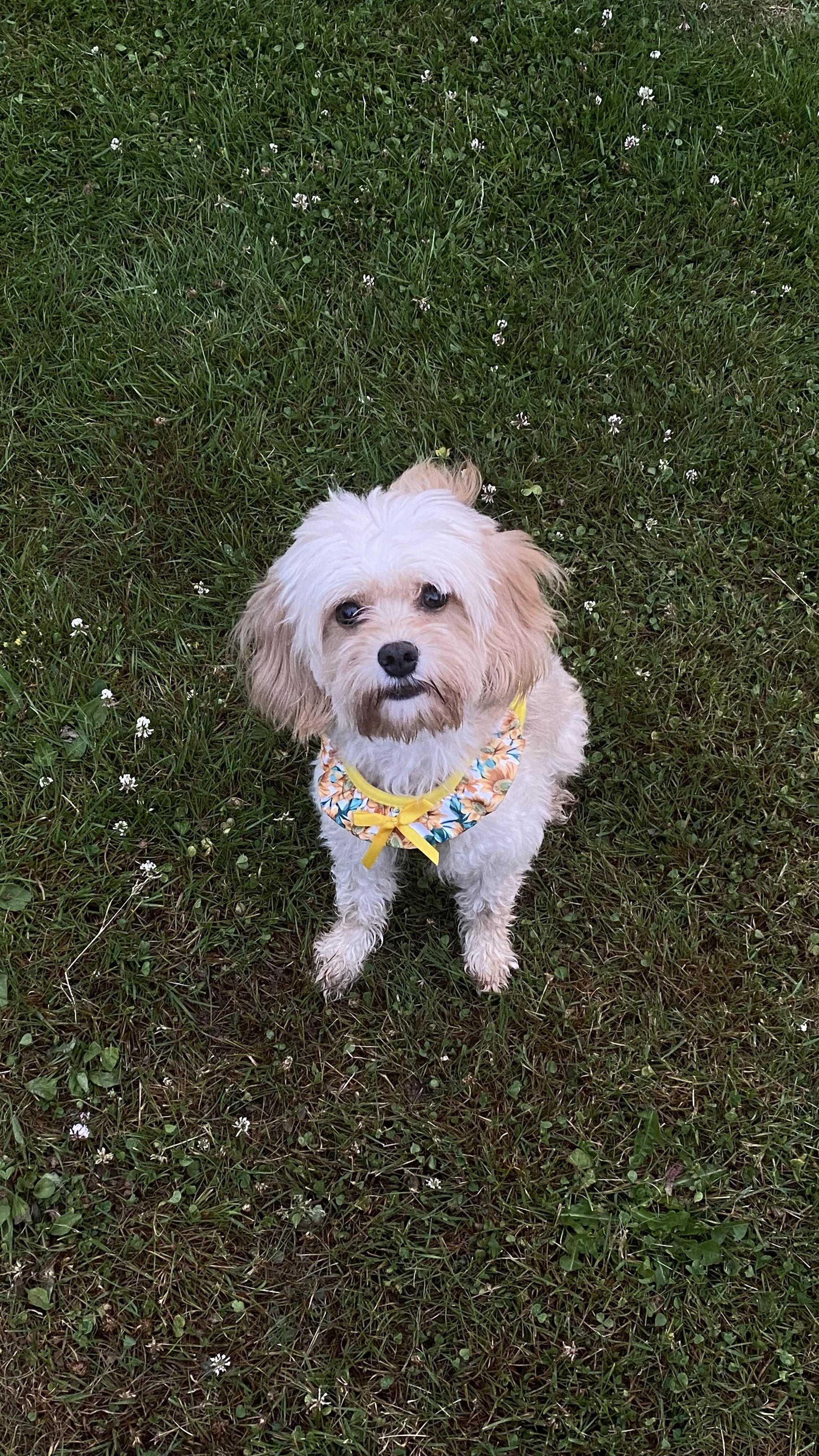 Daisy’s Cuddly Cavapoo in Washington | Cavapoo puppies | Good Dog