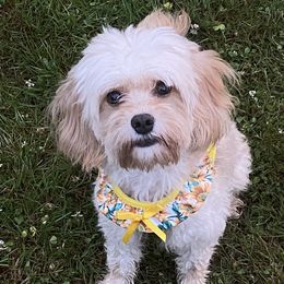 Cavapoos from Daisy’s Cuddly Cavapoo