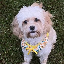Cavapoos from Daisy’s Cuddly Cavapoo