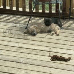 Girl 1 - Cream female Cairn Terrier puppy in Winterset, Iowa from KNKR FURBABIES Cairn Terriers