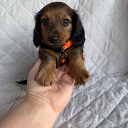 Spike - Brindle male Dachshund puppy in Rising Star, Texas from BEAW Doxies