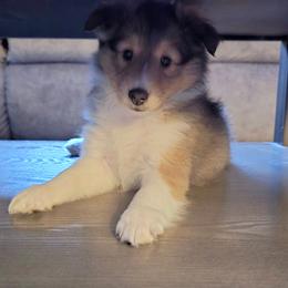 Boo Boo - Sable and white male Shetland Sheepdog puppy in Wapello, Iowa from Willow Rayne shelties and more