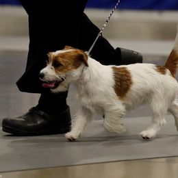 Bichon Frise, Russell Terrier, and Shetland Sheepdog All Grown Up from Mountain Ash Farms