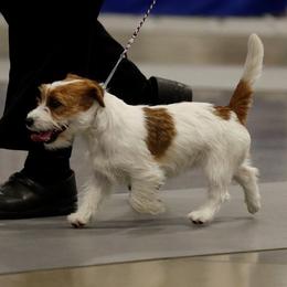 Bichon Frise, Russell Terrier, and Shetland Sheepdog All Grown Up from Mountain Ash Farms